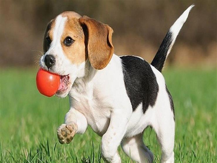 مجموعة متنوعة منتجات الحيوانات الاليفة (saifpets) لرعاية وسعادة حيوانك الأليف